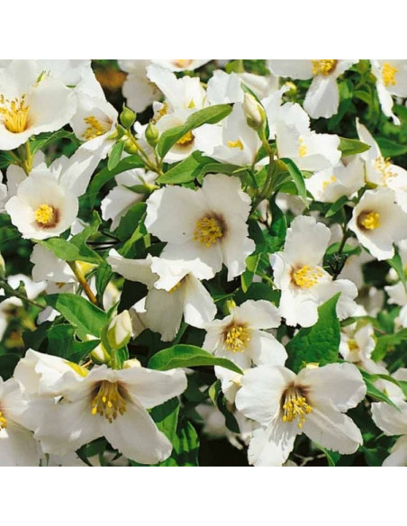 Belle Etoile Jaśminowiec Philadelphus