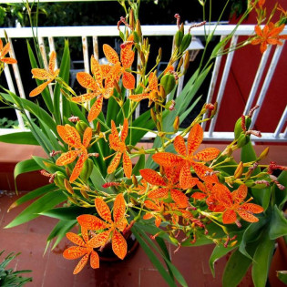 Belamkanda chińska Belamcanda chinensis