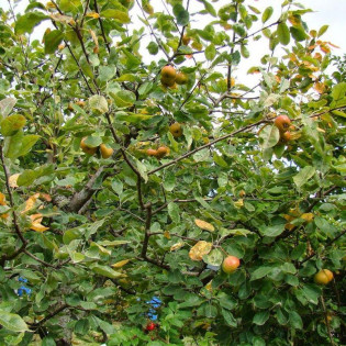 Jarzębinogrusza Sorbopyrus auricularis