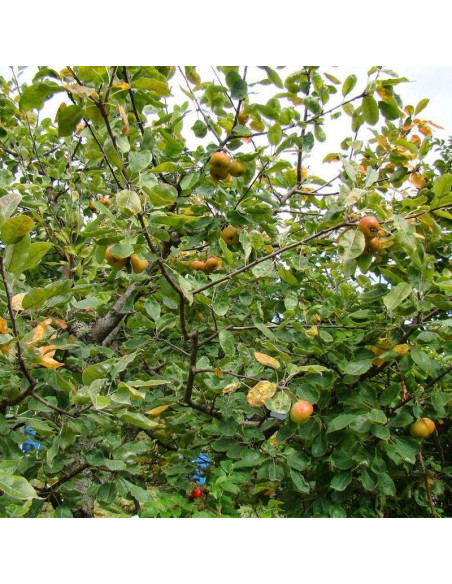 Jarzębinogrusza Sorbopyrus auricularis