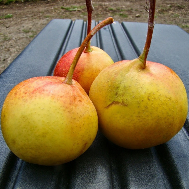 Sorbopyrus auricularis Jarzębinogrusza