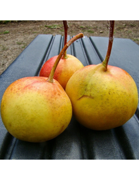 Sorbopyrus auricularis Jarzębinogrusza