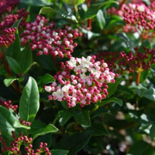 Viburnum tinus Kalina wawrzynowata Gwenllian