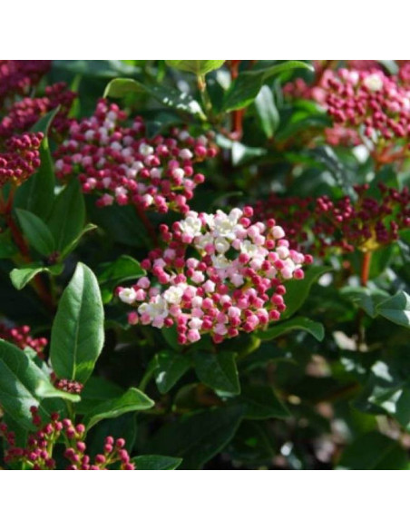 Viburnum tinus Kalina wawrzynowata Gwenllian