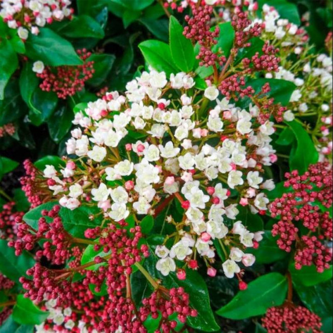 Kalina wawrzynowata Gwenllian Viburnum tinus