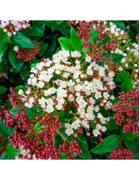 Kalina wawrzynowata Gwenllian Viburnum tinus
