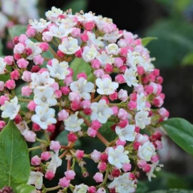 Gwenllian Viburnum tinus Kalina wawrzynowata