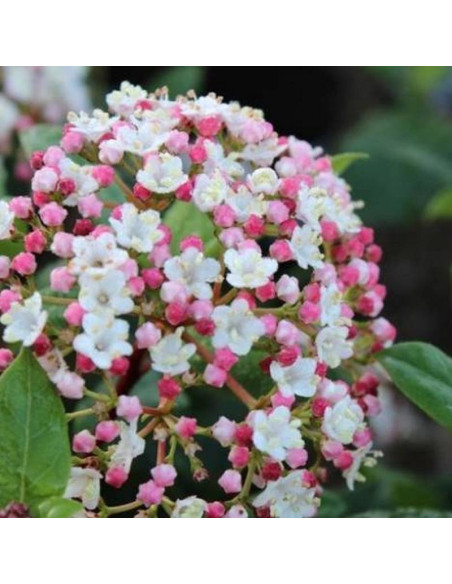 Gwenllian Viburnum tinus Kalina wawrzynowata