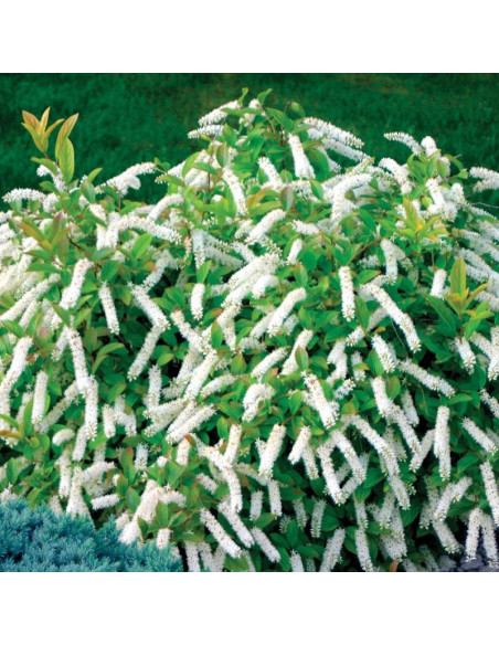 Scentlove PBR Itea wirginijska Itea virginica