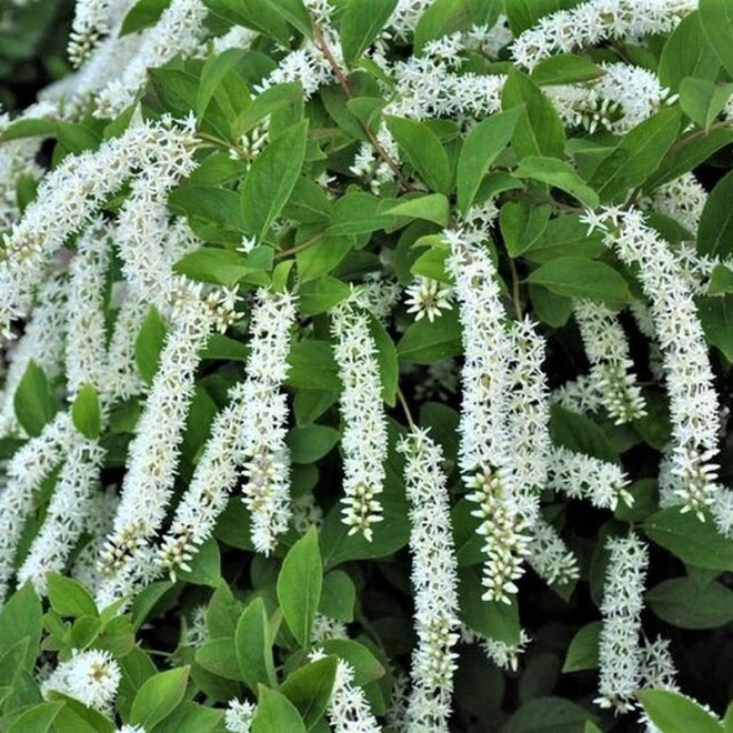 Itea virginica Itea wirginijska Scentlove PBR