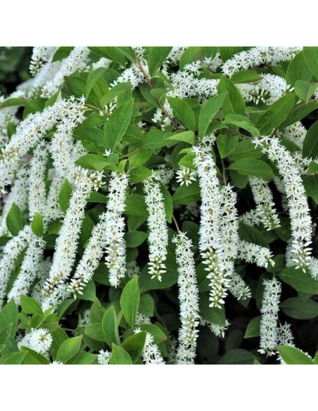 Itea virginica Itea wirginijska Scentlove PBR