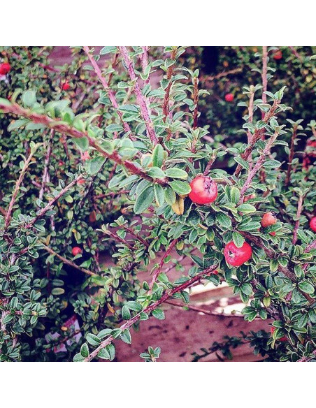 Cotoneaster conspicuus Irga wyrazista Decorus