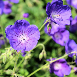 Bodziszek Buxton Blue Geranium
