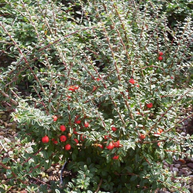 Decorus Irga wyrazista Cotoneaster conspicuus