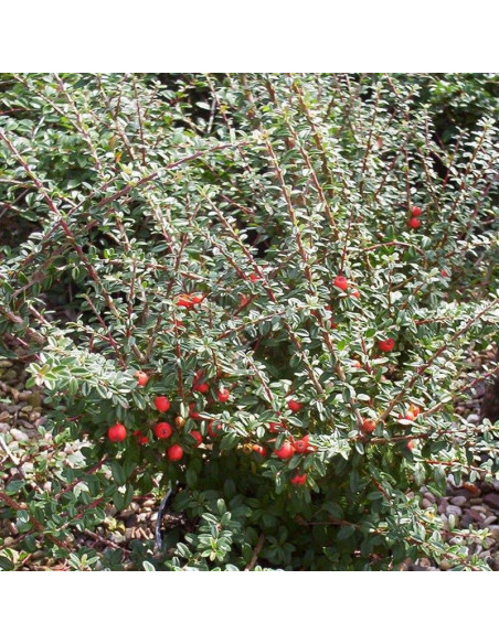 Decorus Irga wyrazista Cotoneaster conspicuus