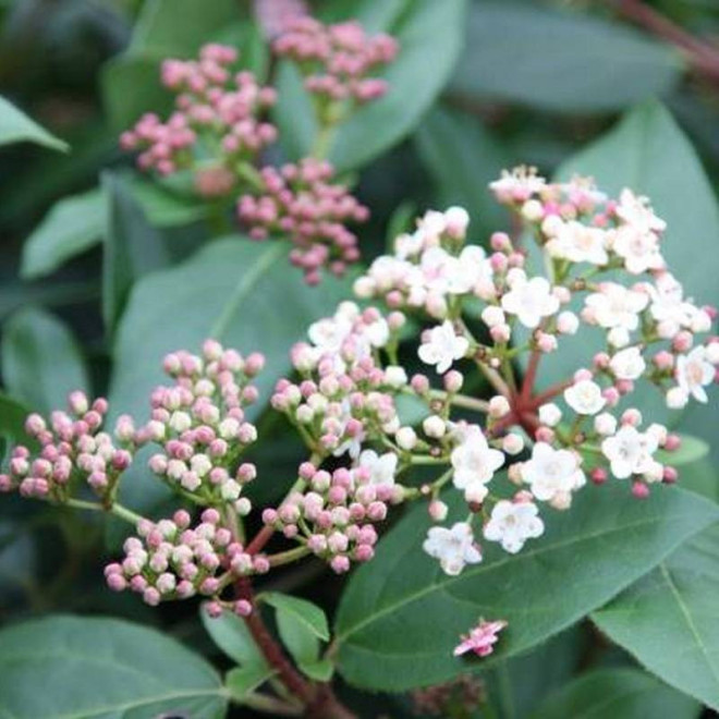 Viburnum tinus Kalina wawrzynowata Eve Price