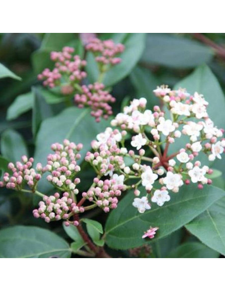 Viburnum tinus Kalina wawrzynowata Eve Price