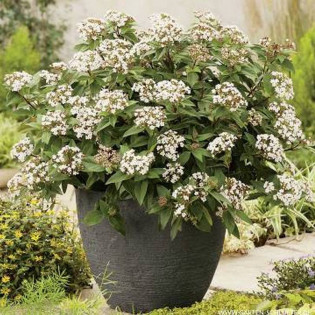 Viburnum tinus Kalina wawrzynowata Eve Price 2