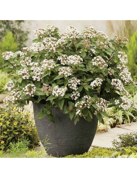 Kalina wawrzynowata Eve Price Viburnum tinus