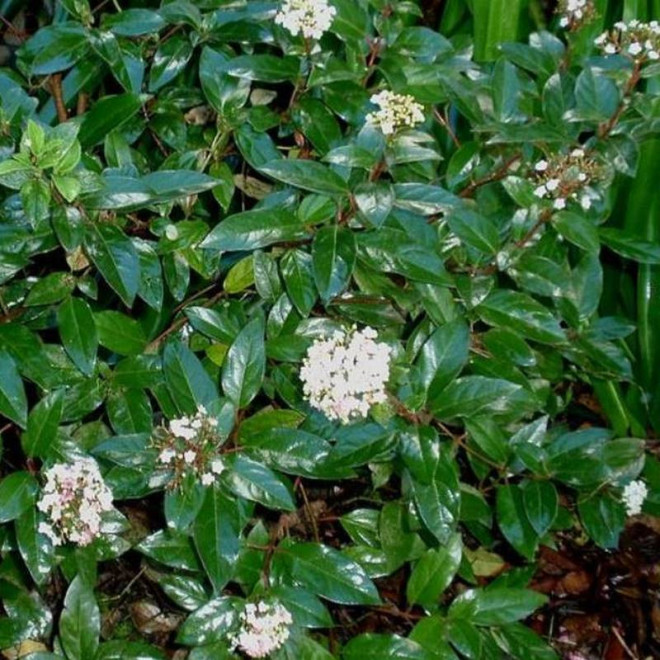 Eve Price Viburnum tinus Kalina wawrzynowata