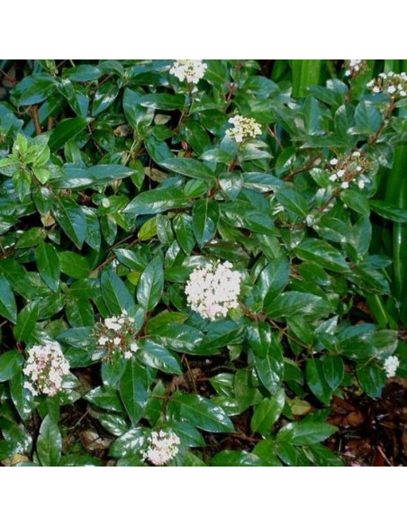 Eve Price Viburnum tinus Kalina wawrzynowata