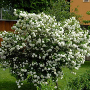 Kalina koralowa Roseum Viburnum opulus 2