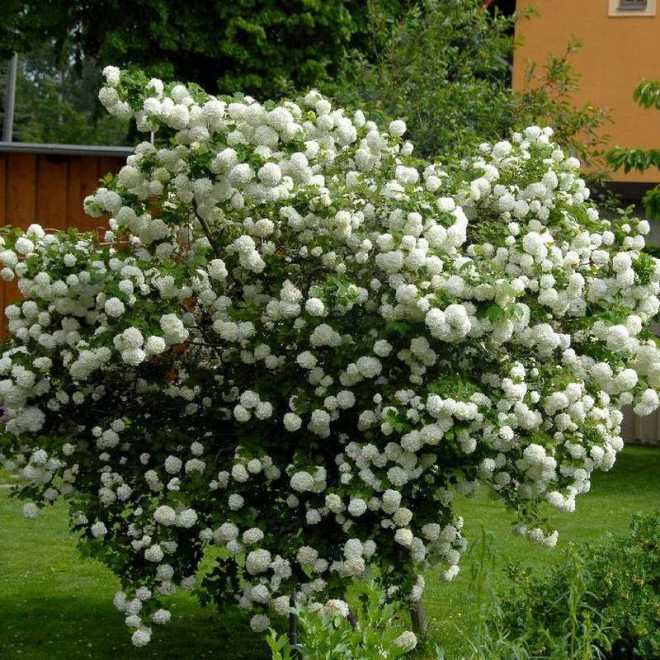 Viburnum opulus Kalina koralowa Roseum
