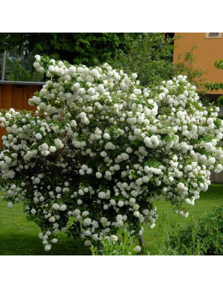 Viburnum opulus Kalina koralowa Roseum