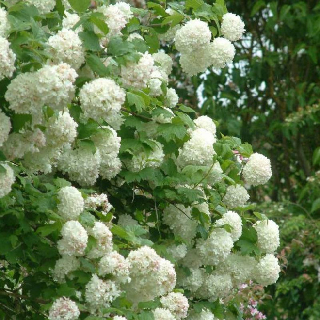 Kalina koralowa Roseum Viburnum opulus