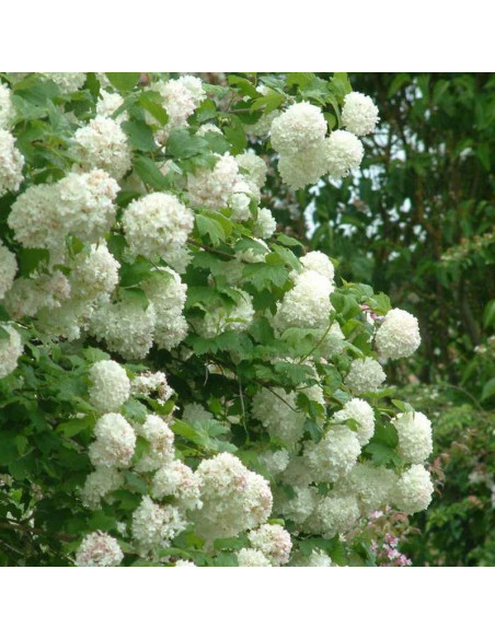 Kalina koralowa Roseum Viburnum opulus