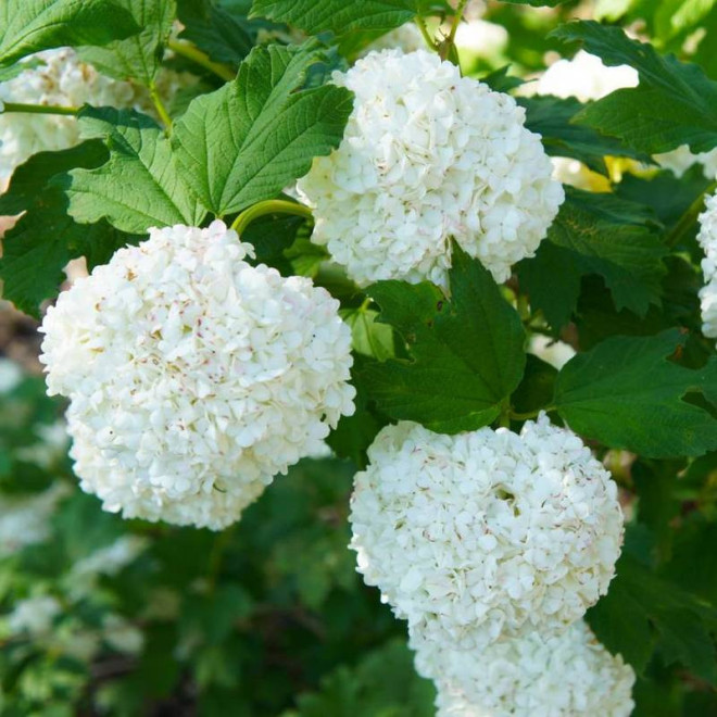 Roseum Viburnum opulus Kalina koralowa
