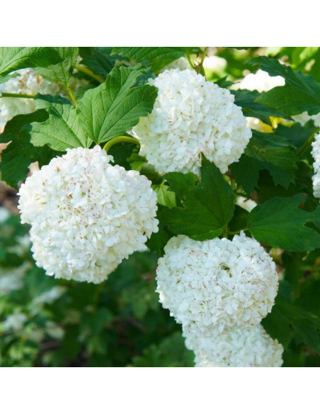 Roseum Viburnum opulus Kalina koralowa