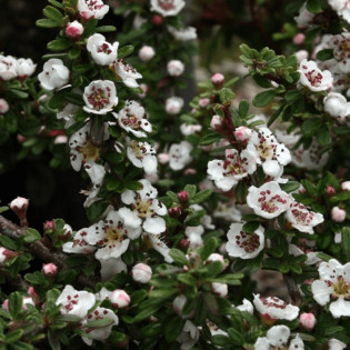 Decorus Irga wyrazista Cotoneaster conspicuus 2