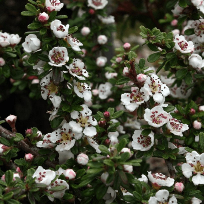 Irga wyrazista Decorus Cotoneaster conspicuus
