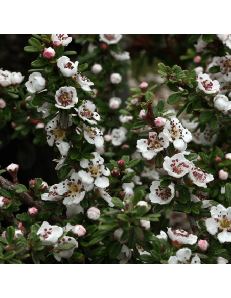 Irga wyrazista Decorus Cotoneaster conspicuus