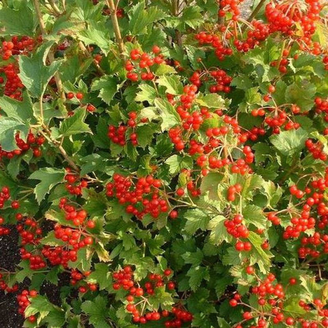 Viburnum opulus Kalina koralowa Compactum