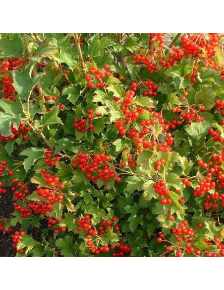 Viburnum opulus Kalina koralowa Compactum