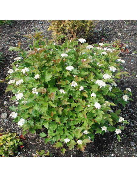 Kalina koralowa Compactum Viburnum opulus