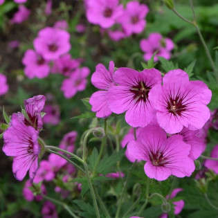 Bodziszek czerwony Leeds Variety Geranium sanguineum