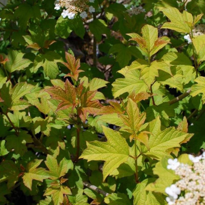 a Compactum Viburnum opulus Kalina koralow
