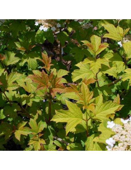 a Compactum Viburnum opulus Kalina koralow