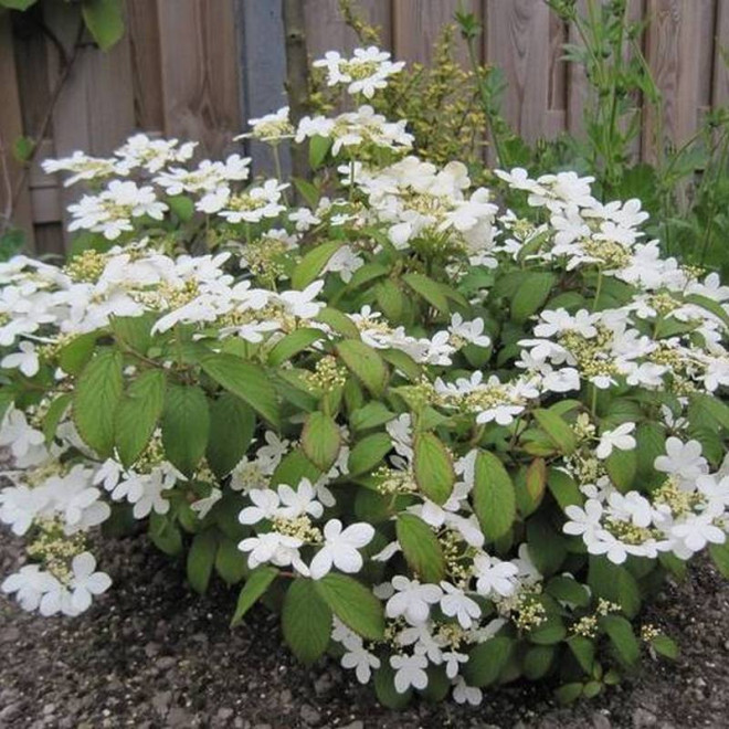 Kalina japońska Watanabe Viburnum plicatum