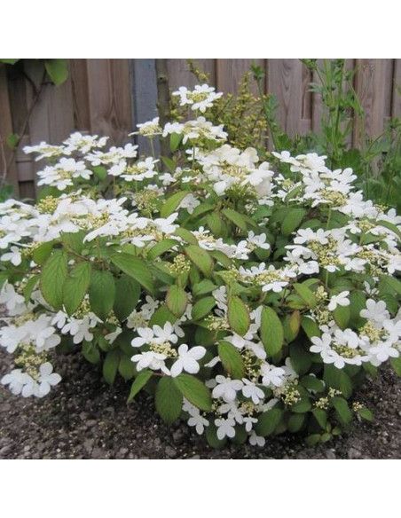 Kalina japońska Watanabe Viburnum plicatum