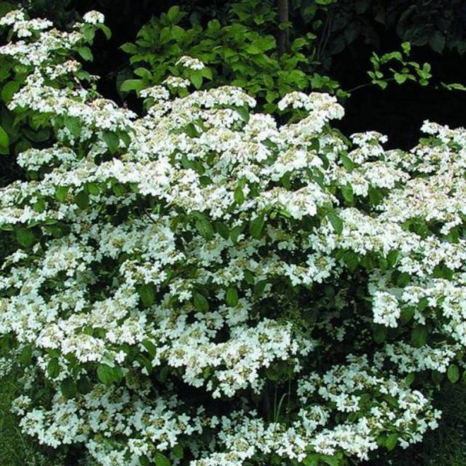 Viburnum plicatum Kalina japońska Watanabe