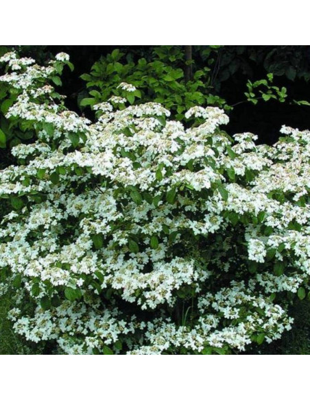 Viburnum plicatum Kalina japońska Watanabe