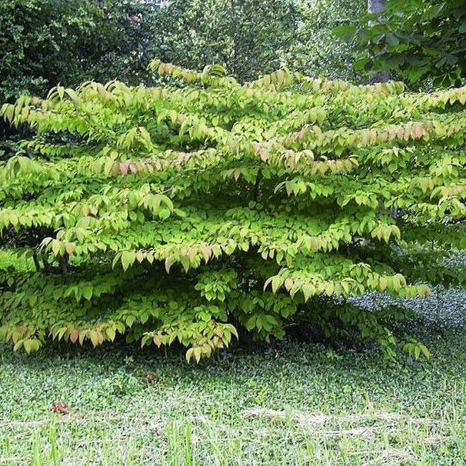 Watanabe Viburnum plicatum Kalina japońska