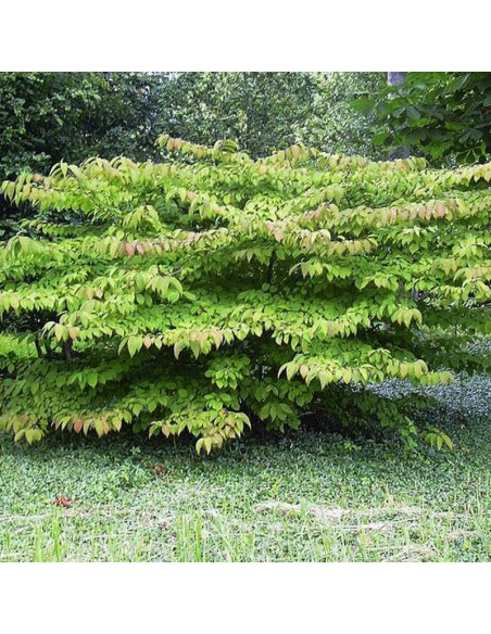 Watanabe Viburnum plicatum Kalina japońska