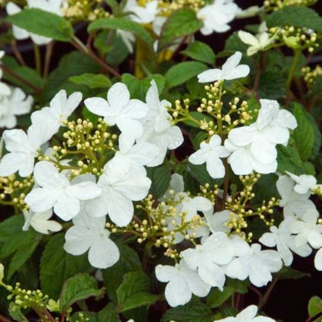 Kalina japońska Summer Snowflake Viburnum plicatum