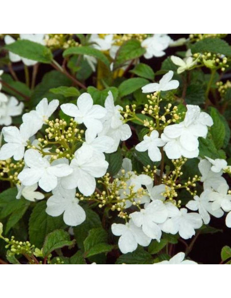 Kalina japońska Summer Snowflake Viburnum plicatum