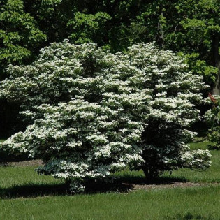 Kalina japońska Summer Snowflake Viburnum plicatum 2
